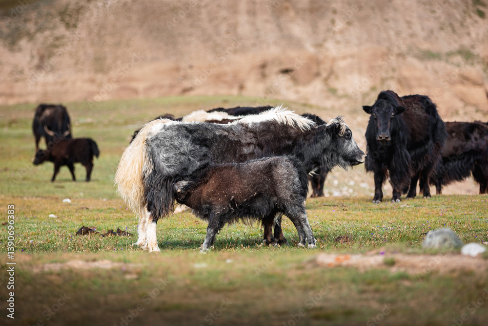 Yaks graze in the high meadows. Yak with baby Yaks graze in the high meadows. Yak with baby