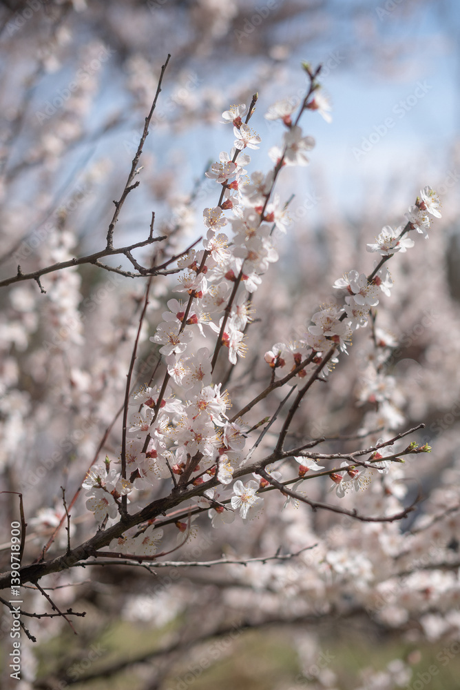 Branches of a blooming apricot in spring in the garden, vertical, garden Branches of a blooming apricot in spring in the garden, vertical, garden