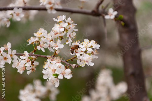 white flowers of fruit trees with bee on it in spring garden