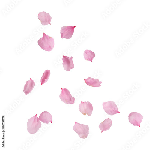 Fragrant pink petals falling isolated on white