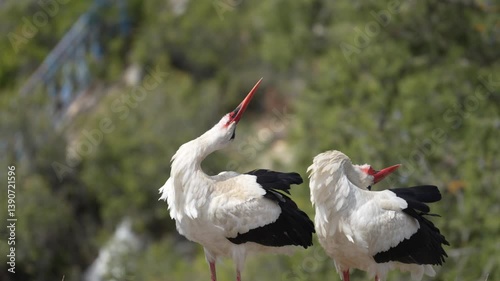 white stork ciconia