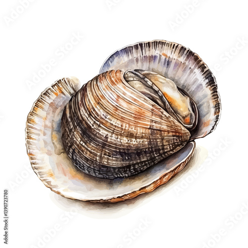 A watercolor painting of Clam, isolated on a white background. Clam vector

