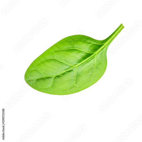 green spinach leaf isolated on white