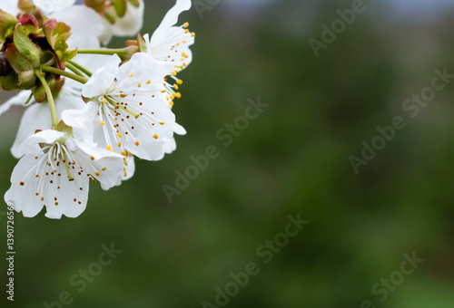 Cherry Blossom Close-Up with Branch in Springtime
