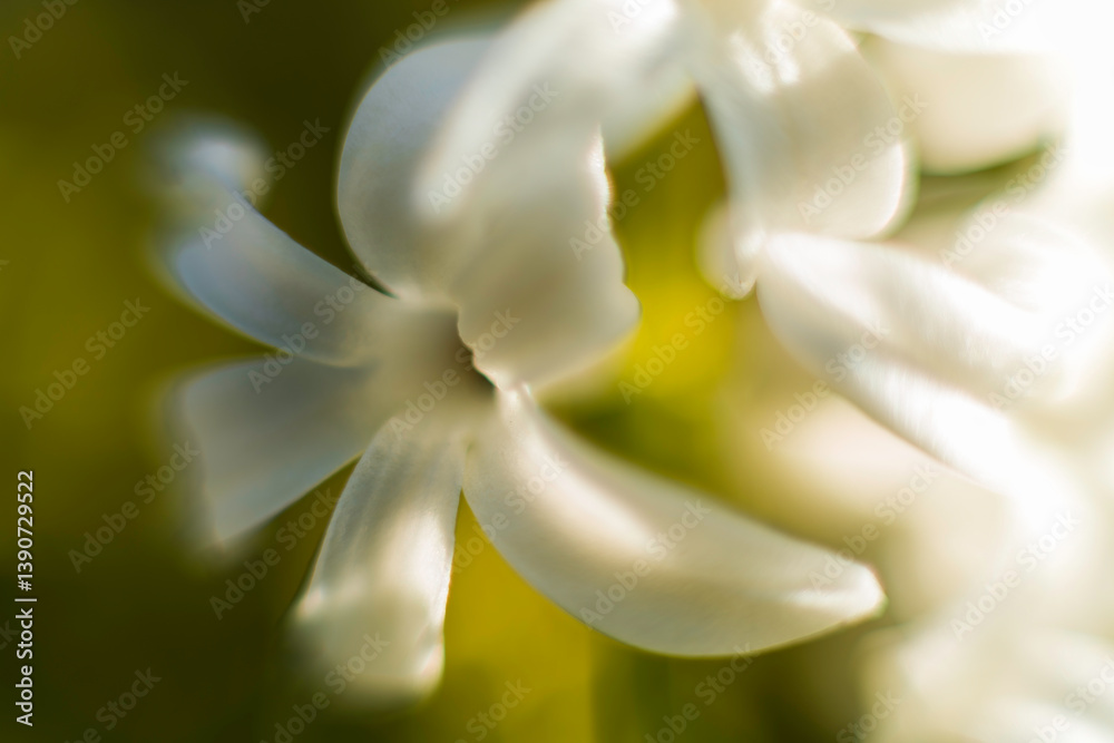 Fototapeta premium Künstlerische Aufnahme einer weißen Hyazinthenblüte.