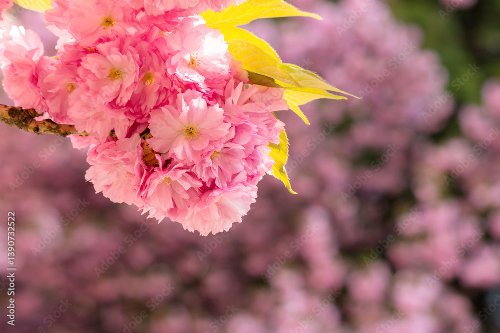 cherry blossom in spring. sunny morning. blurred sakura garden background