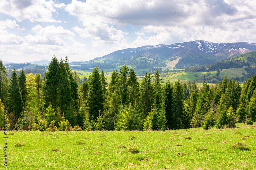 fir forest behind the green field. sunny day. carpathian mountain landscape in spring. beautiful view of ukrainian alps beneath a sky with clouds