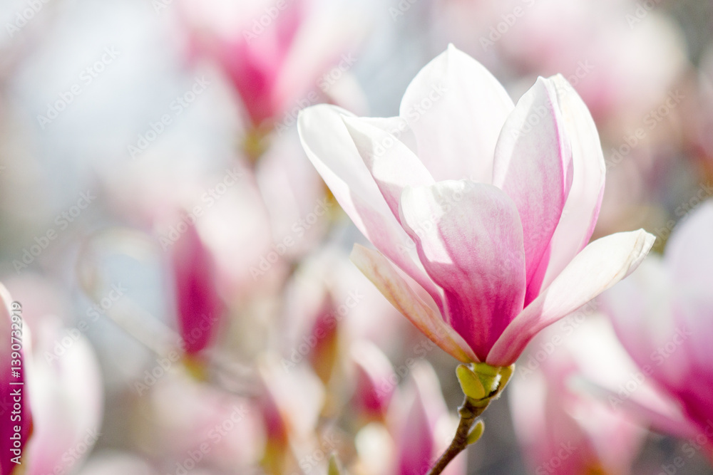 magnolia bloom in spring. branch with pink flowers. sunny weather