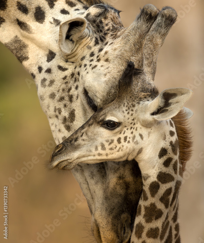 Fototapeta Naklejka Na Ścianę i Meble -  Giraffe cuddles,