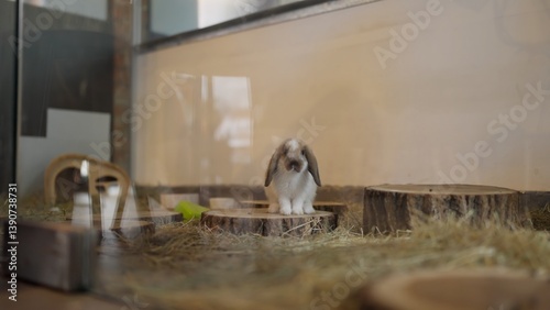 Fotografie Adorable bunny hopping inside pet shelter, playful rescued rabbit looking for ho