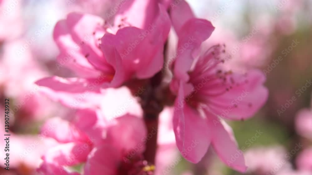 Peach Blossoms Spring Flowers Blooming Tree Branch Peach Blossoms Spring Flowers Blooming Tree Branch