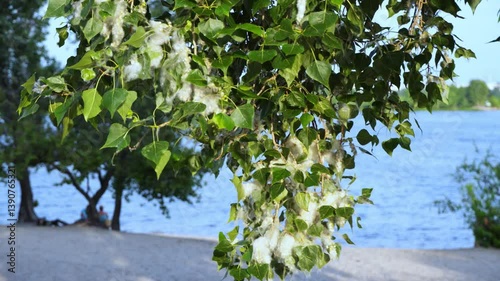 Poplar fluff on a poplar branch among green leaves on the river bank. 4K video