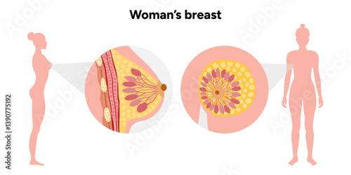 Women’s breast anatomy. Medical female diagram. Chest wall, rib, nipple areola and milk dust