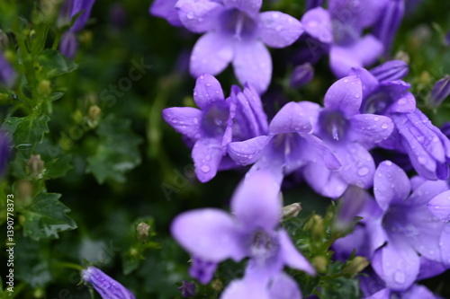 lilac bellflower petals Raindrops on purple campanula Summer garden flowers macro Violet bell-shaped petals Fresh blooming plant macro