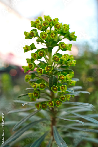 Close up of a green Euphorbia characias wulfenii or mediterranean spurge flower photo
