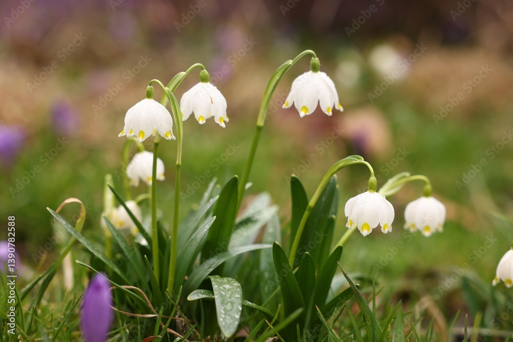 Many beautiful flowers and grass growing outdoors, closeup
