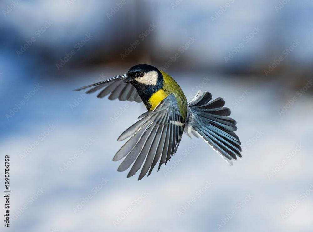 tit bird flying in sunny winter garden spreading wings and feathers against sky tit bird flying in sunny winter garden spreading wings and feathers against sky