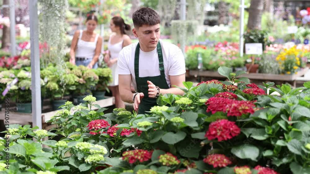 Male flower shop worker takes care of flowers hydrangea. High quality 4k footage Male flower shop worker takes care of flowers hydrangea. High quality 4k footage