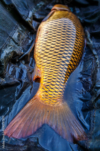 Carpfishing session at the Lake.Common carp on the unhooking mat.Angler with a big carp fishing trophy.Fishing adventures.Fish trophy.