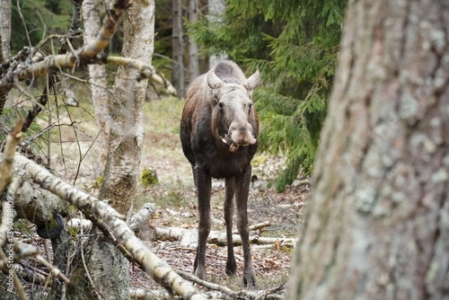 Wild moose roaming the forest