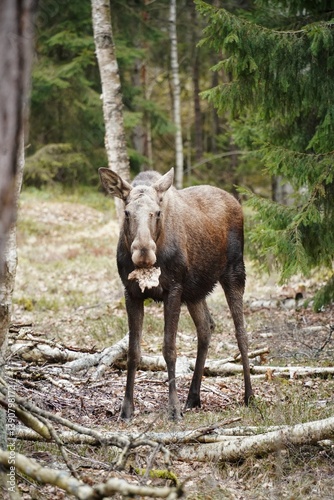 Wild moose roaming the forest