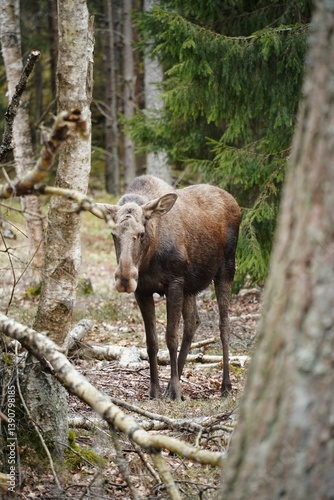 Wild moose roaming the forest