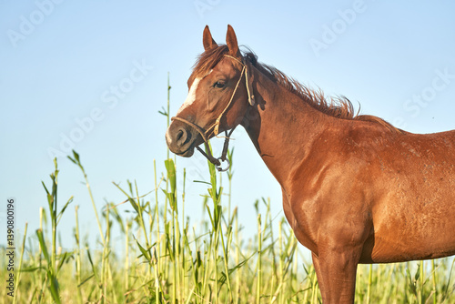 Intimate Portraits of Horses