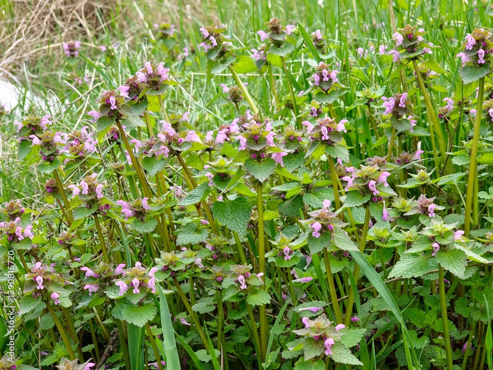Closeup of wild blue purple Lamium purpureum, invasive shade weed flowers growing in field with leaves Closeup of wild blue purple Lamium purpureum, invasive shade weed flowers growing in field with leaves