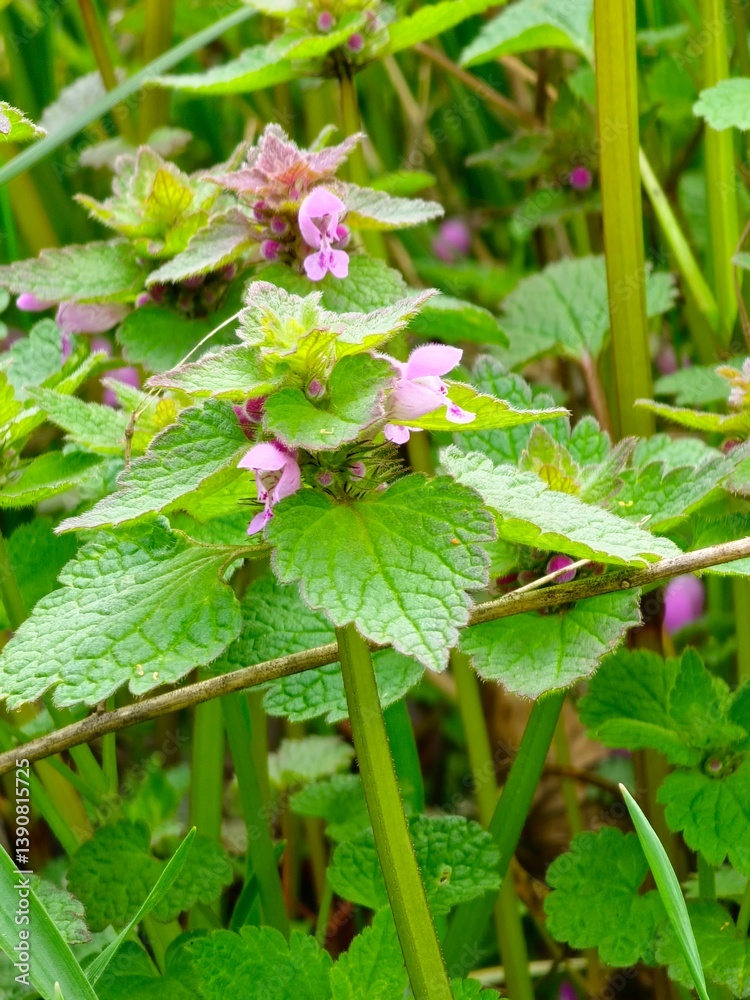 Close up. Lamium purpureum young blossom. Wild purple flowers Lamium purpureum blooming in springtime. Close up. Lamium purpureum young blossom. Wild purple flowers Lamium purpureum blooming in springtime.