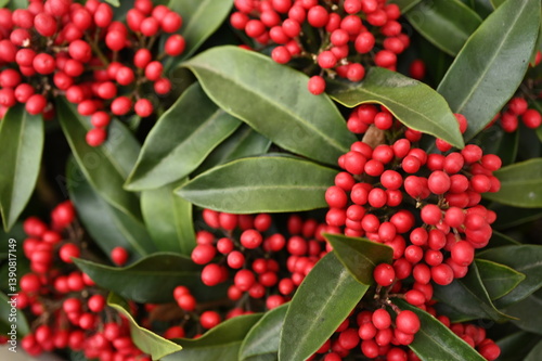  Skimmia japonica Red berries and green leaves closeup Botanical macro of berry bush Natural foliage with red berries Evergreen plant with bright berries Vibrant red berries and lush green foliage
