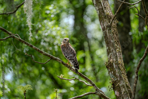 A lone Red-Shouldered Hawk scans its surroundings for unattentive prey photo