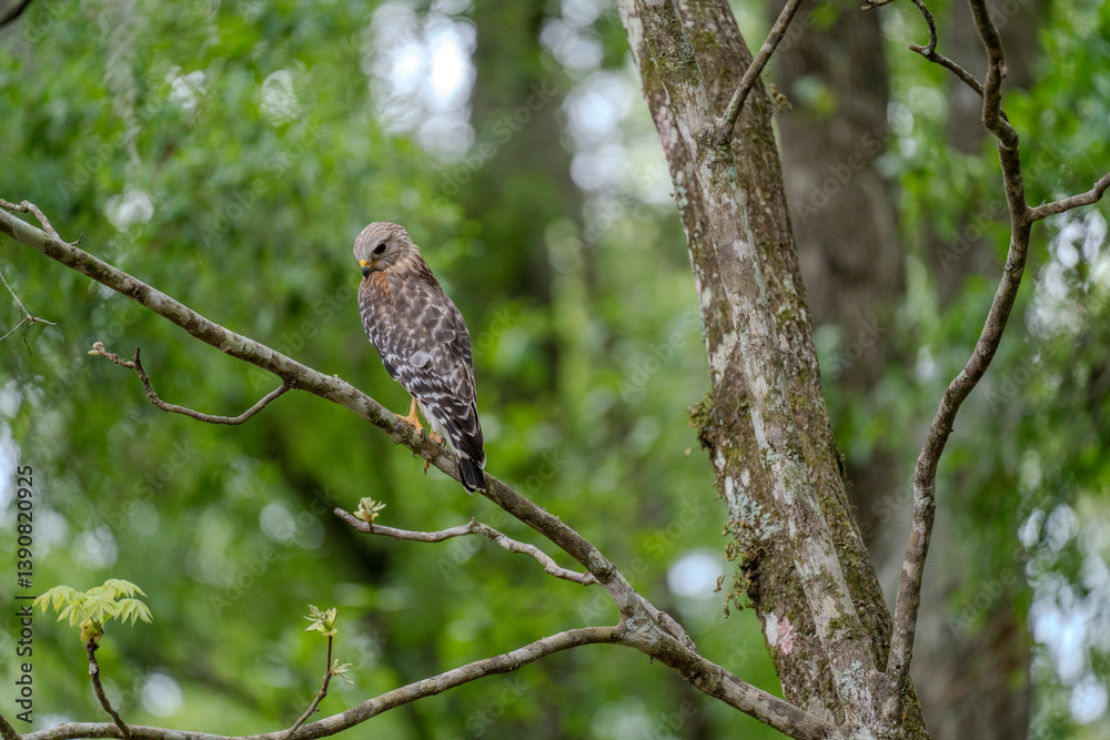 A lone Red-Shouldered Hawk scans its surroundings for unattentive prey A lone Red-Shouldered Hawk scans its surroundings for unattentive prey