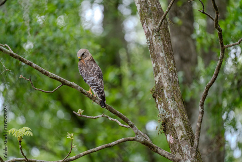 A lone Red-Shouldered Hawk scans its surroundings for unattentive prey photo