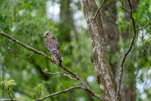 A lone Red-Shouldered Hawk scans its surroundings for unattentive prey photo