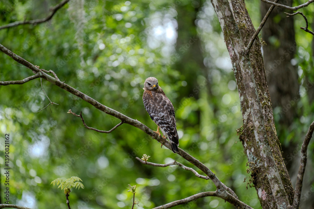 A lone Red-Shouldered Hawk scans its surroundings for unattentive prey A lone Red-Shouldered Hawk scans its surroundings for unattentive prey