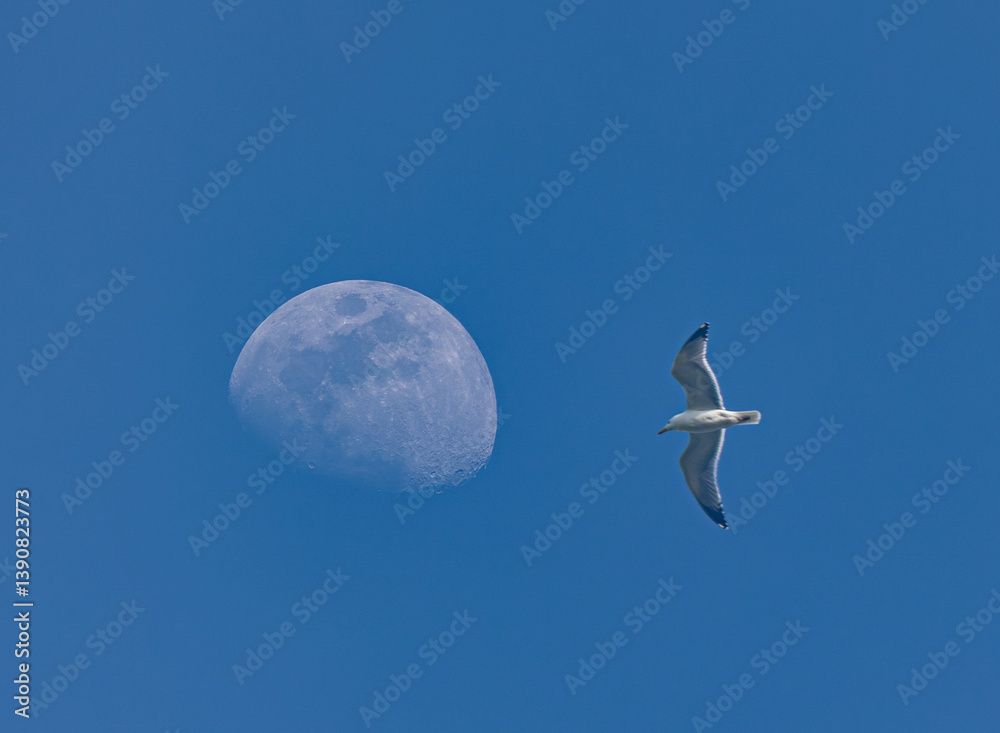 Crescent moon in different landscape compositions!