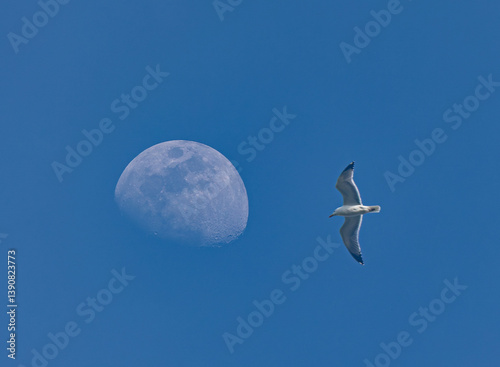 Obraz na płótnie Crescent moon in different landscape compositions! w salonie