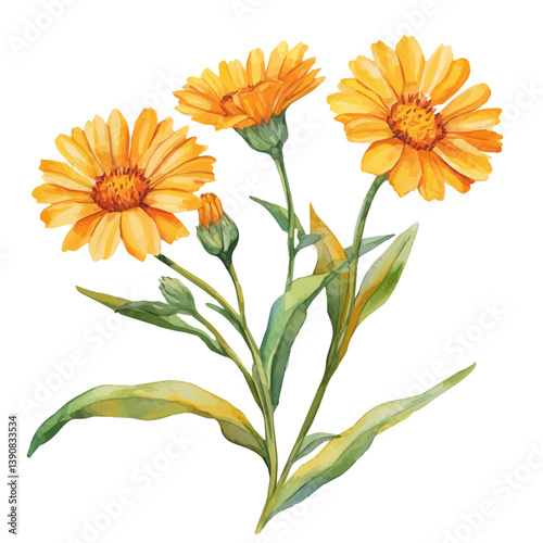 A watercolor painting of Calendula branch, isolated on a white background. Calendula branch vector

