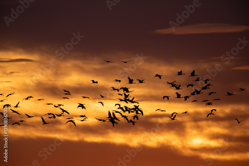 Sandhill Crane migration at sunset