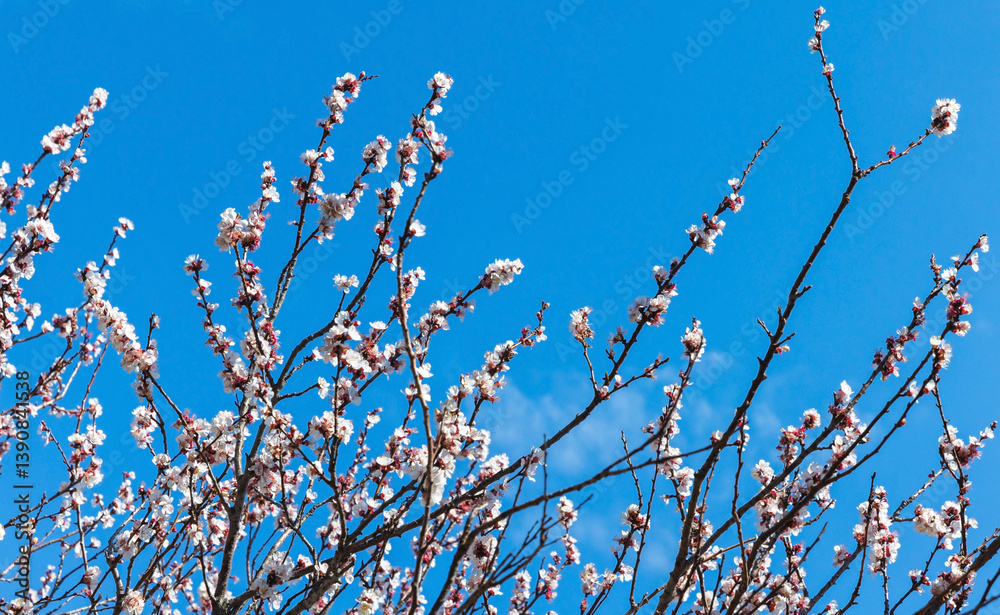 Cherry blossom set under a vivid blue sky background. Flowering branches