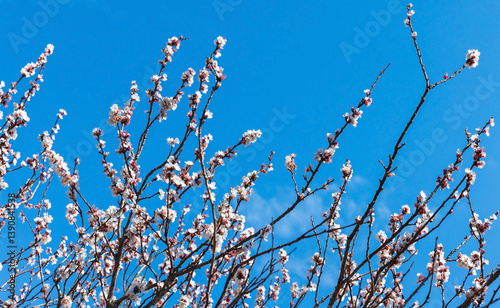 Cherry blossom set under a vivid blue sky background. Flowering branches