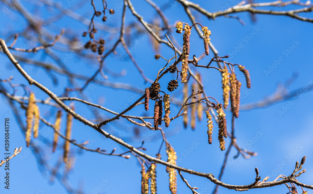 Alder tree branches with hanging catkins