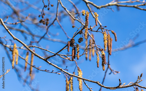Obraz na płótnie Alder tree branches with hanging catkins w salonie