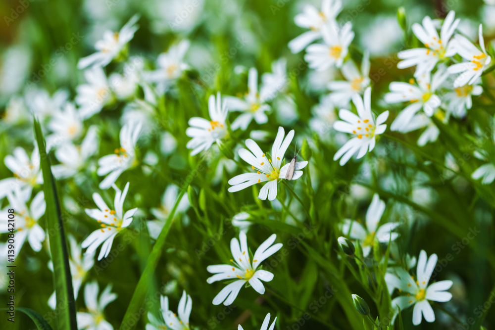 Delicate white wildflowers scattered across a vibrant green backdrop