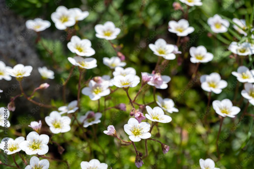 Saxifraga hypnoides in bloom, also called mossy saxifrage