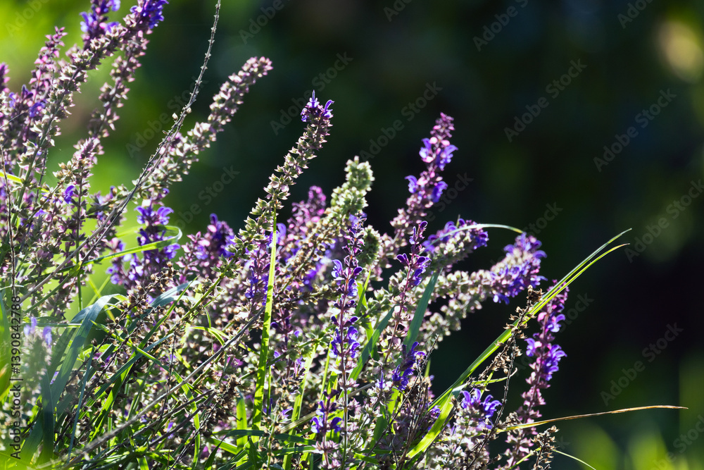 Beautiful purple wildflowers in a serene meadow illuminated by sunlight