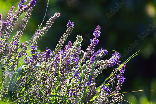 Obraz na płótnie Beautiful purple wildflowers in a serene meadow illuminated by sunlight w salonie