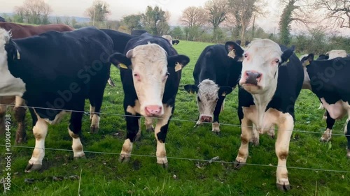 cows gazing in rural field during spring. 
A herd of cows peacefully walking and grazing in a green field during spring. Ideal footage for agriculture, sustainability, and natural lifestyle themes