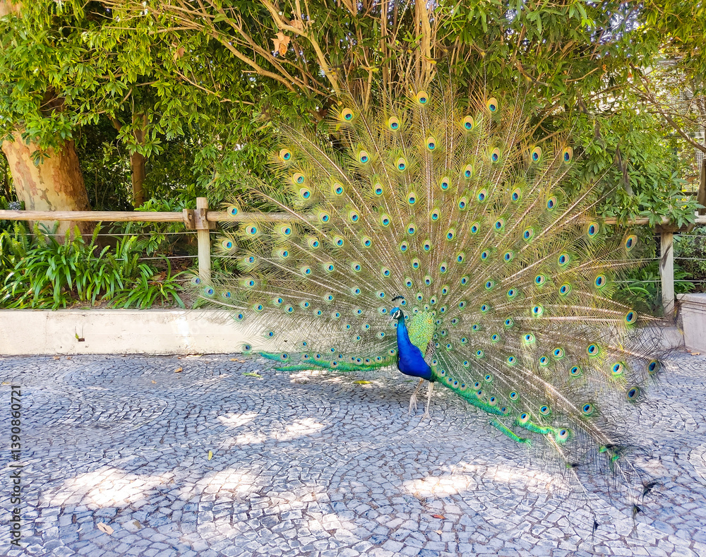 Obraz premium Majestic peacock displaying vibrant, iridescent plumage. Symbol of beauty, pride, and elegance. Ideal for nature, wildlife, or symbolic designs.