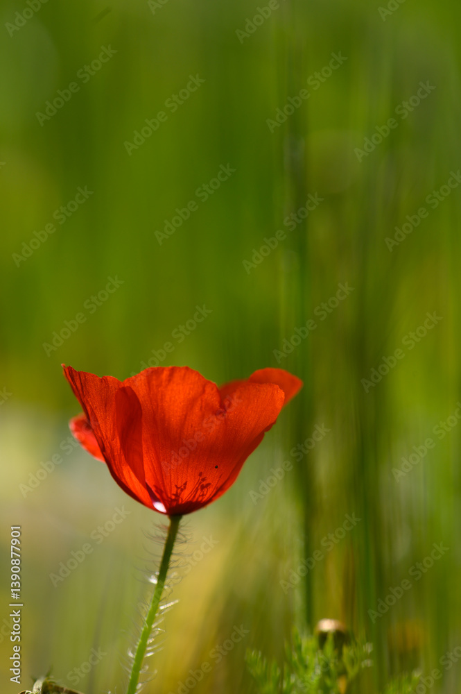 Vibrant red poppy stands out against a lush green backdrop in a serene meadow under soft daylight Vibrant red poppy stands out against a lush green backdrop in a serene meadow under soft daylight